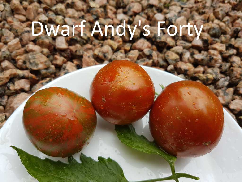Dwarf Andy's Forty